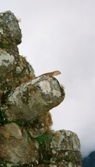 Stenocercus crassicaudatus