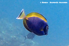 Acanthurus nigricans × leucosternon