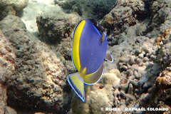 Acanthurus nigricans × leucosternon