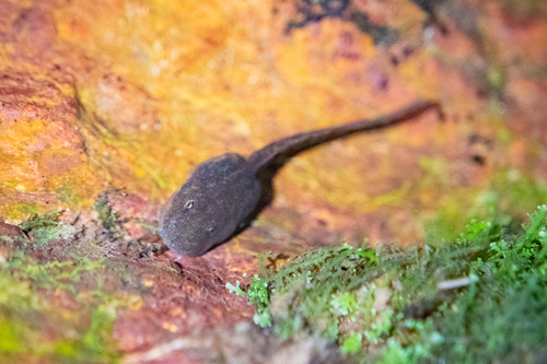 Emerald Forest Frog, Hylorina sylvatica