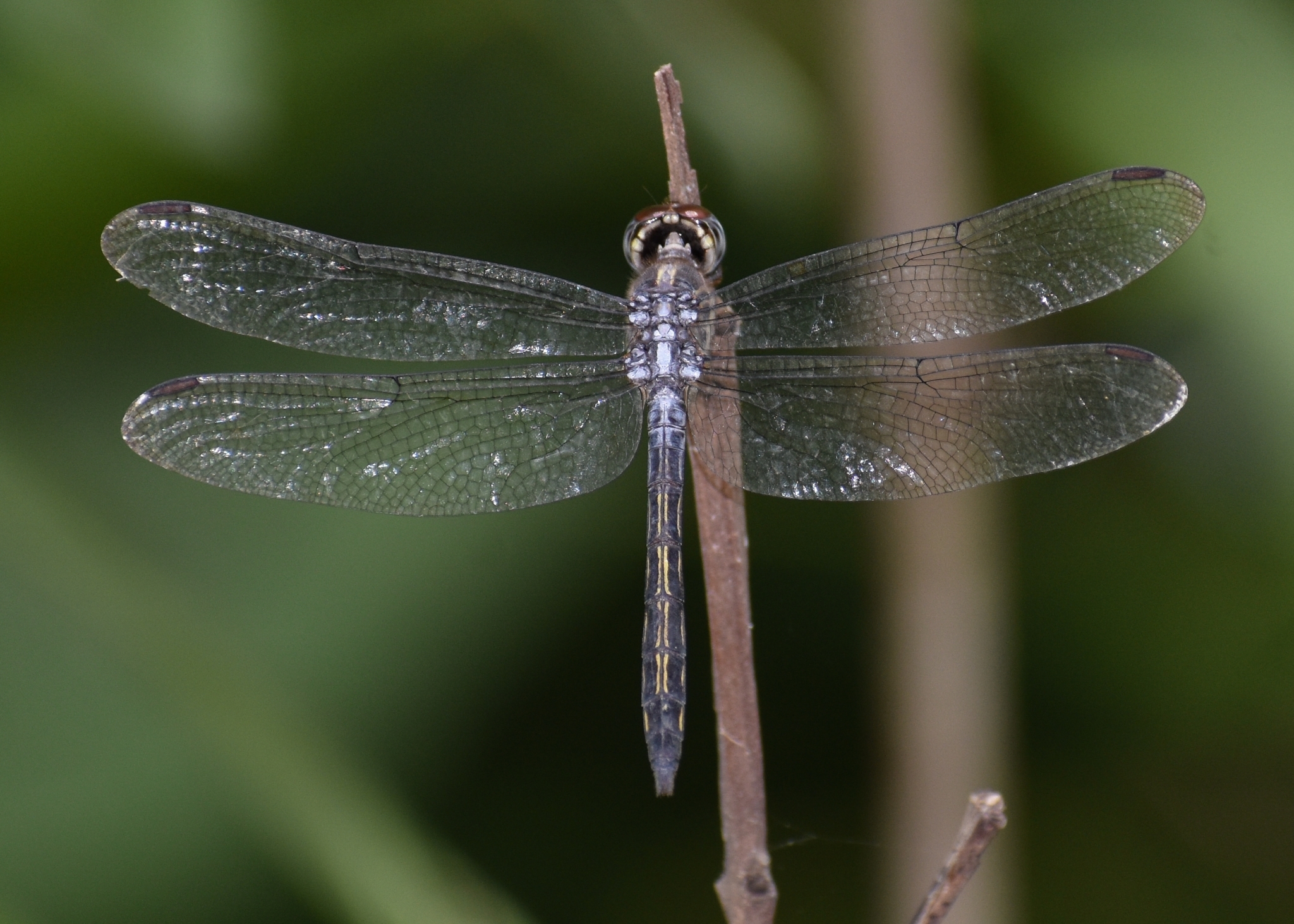 Emerald-Banded Skimmer