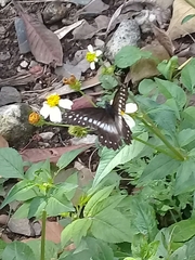 Catasticta flisa