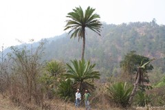 Dioon pectinatum