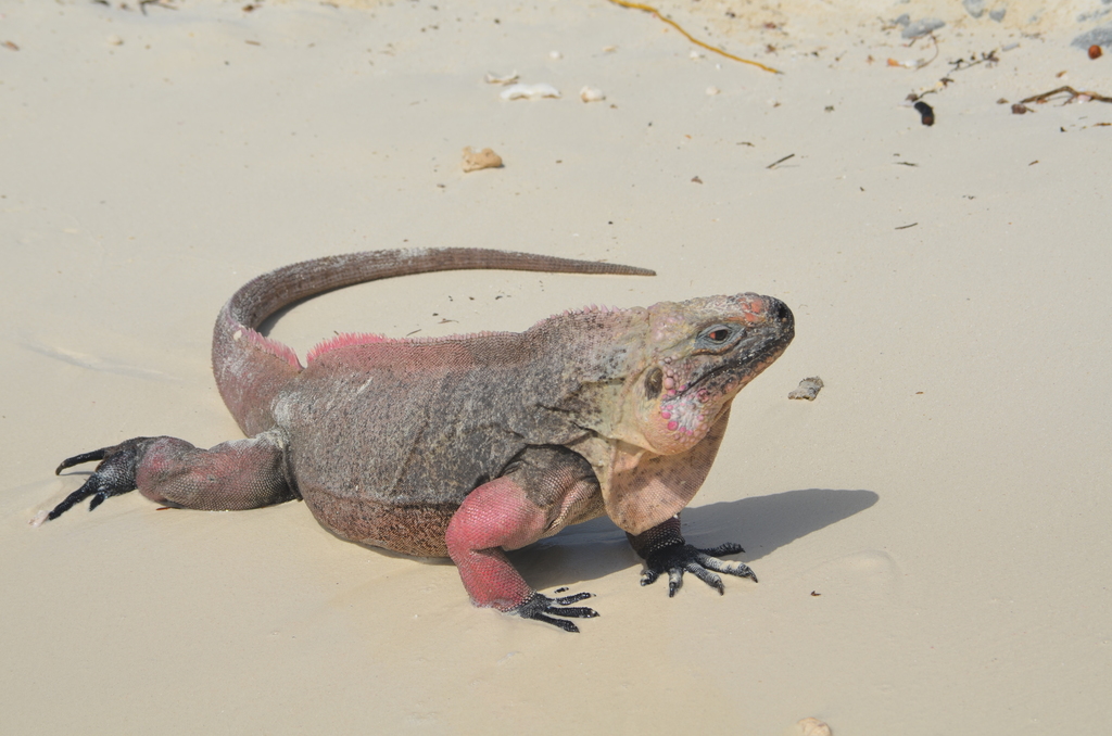 Northern Bahamian Rock Iguana