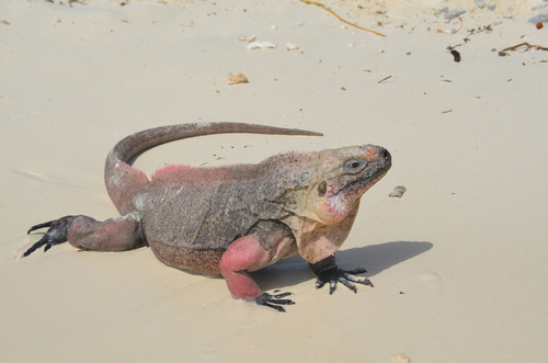 Cyclura cychlura