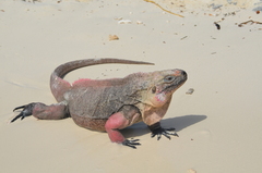 Cyclura cychlura