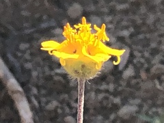 Melampodium linearilobum