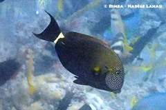 Acanthurus maculiceps