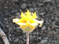 Melampodium linearilobum