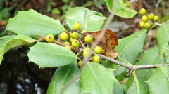 Ilex opaca image