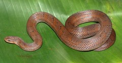 Stenorrhina degenhardtii