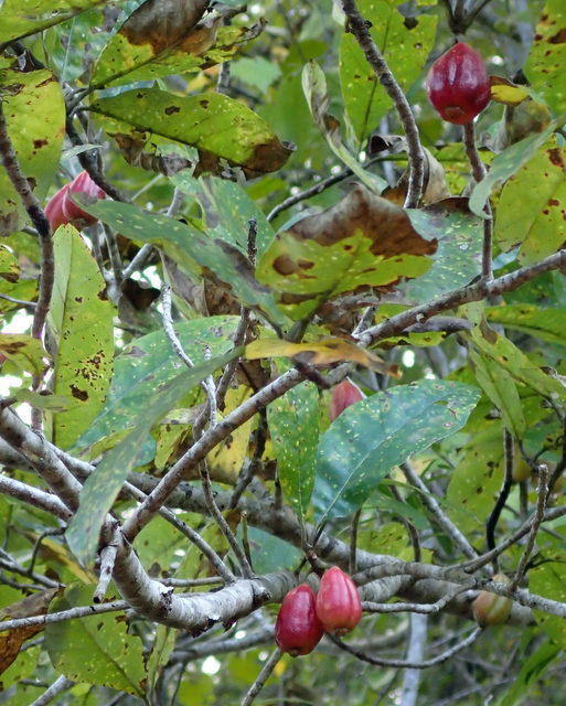 White Tupelo (Nyssa ogeche) Botanical Realm