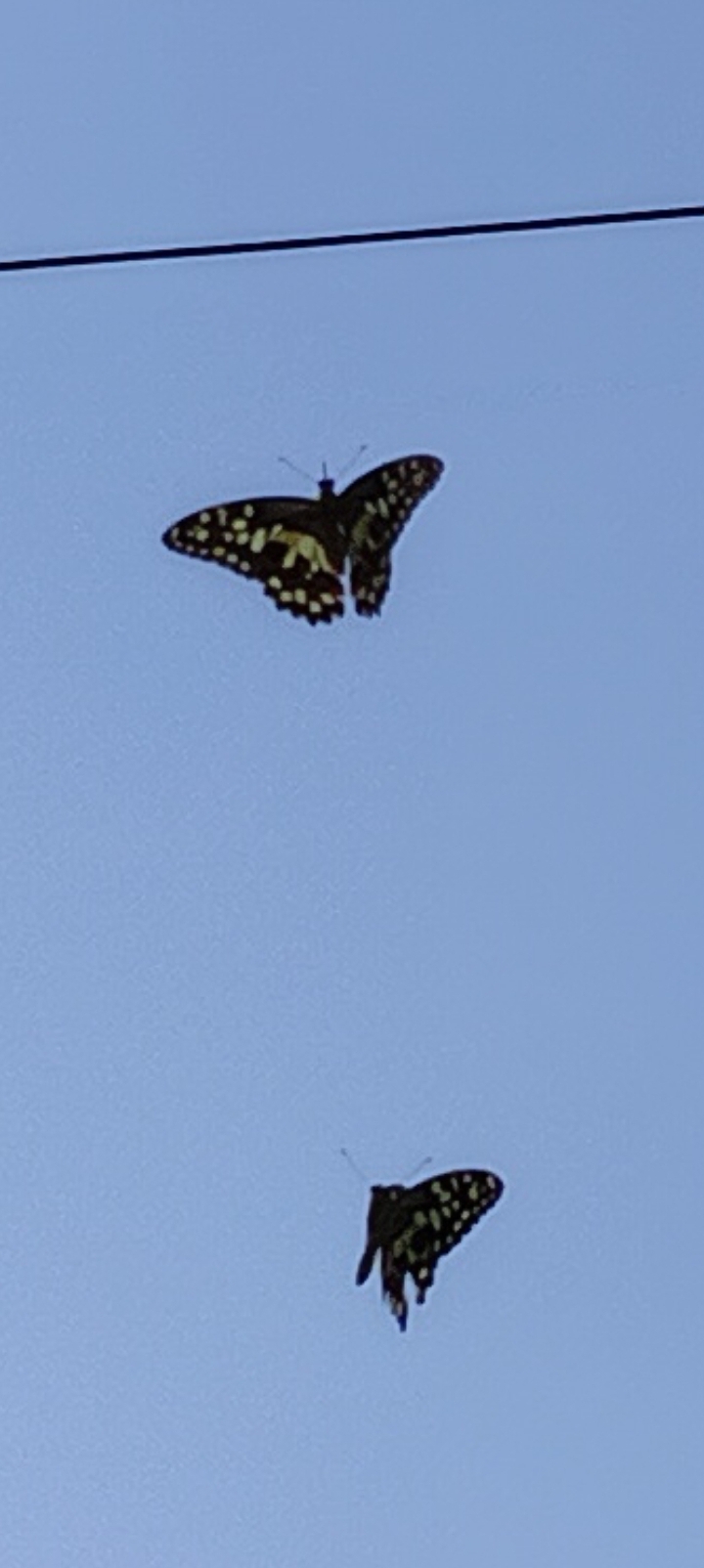 Lime Swallowtail