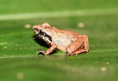 Craugastor lauraster