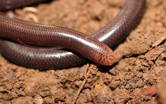 Amerotyphlops tycherus