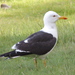 Baltic Gull - Photo (c) Anita Gould, some rights reserved (CC BY-NC), uploaded by Anita Gould