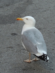 Larus argentatus argentatus