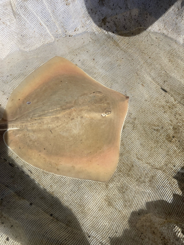 Blackspotted whipray (Maculabatis toshi) — Dasyatidae — 3
