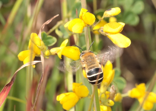 Walsh's Anthophora photo 4