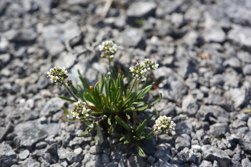 Fernald's Braya (Braya fernaldii)
