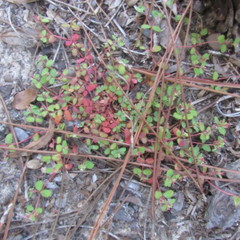 Euphorbia cordifolia