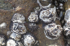 Saccostrea cuccullata