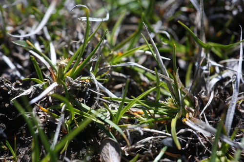Rocky Shore Sedge (Carex saxilittoralis)