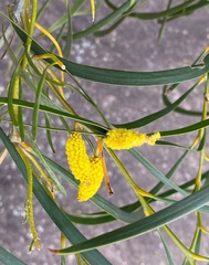 Acacia acuminata