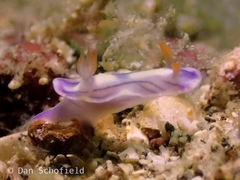 Hypselodoris zephyra