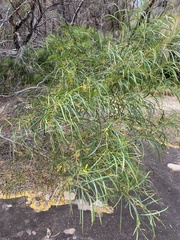 Acacia acuminata