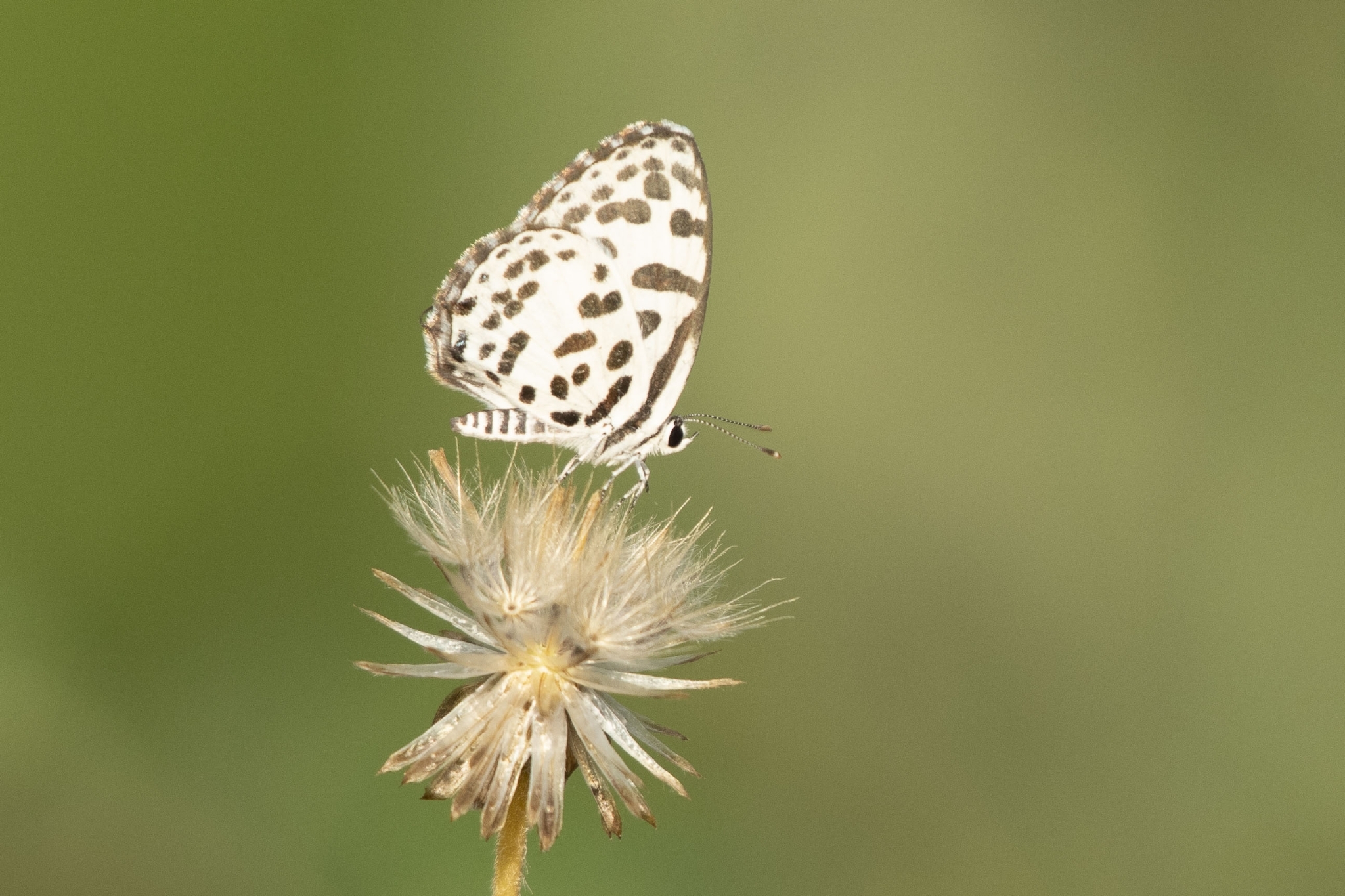 Common Pierrot
