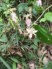 Tricyrtis macropoda