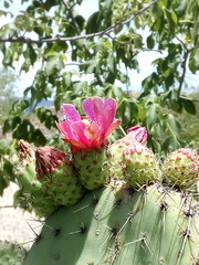 Opuntia pilifera