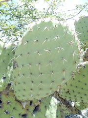 Opuntia pilifera