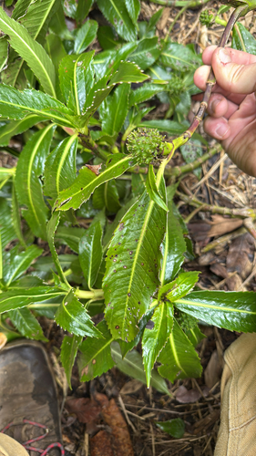 Hedyosmum mexicanum (Hedyosmum mexicanum)
