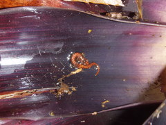 Dendrotriton sanctibarbarus