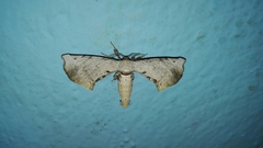 Apatelodidae