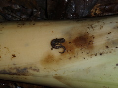 Dendrotriton sanctibarbarus