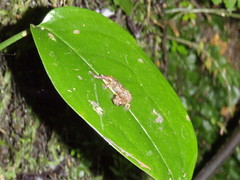Dendrotriton sanctibarbarus