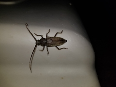 Enaphalodes hispicornis