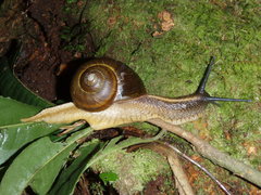 Lysinoe