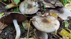 Agaricus buckmacadooi