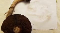 Agaricus buckmacadooi