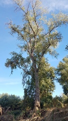 Populus fremontii fremontii