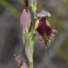 Swamp Beard Orchid - Photo (c) Joey Santore, some rights reserved (CC BY-NC), uploaded by Joey Santore