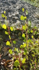 Populus fremontii fremontii