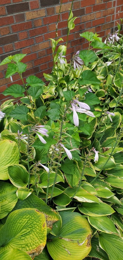 Hosta