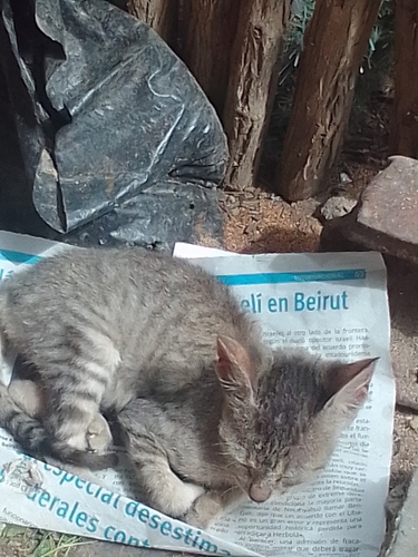 Domestic Cat