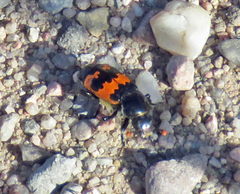 Nicrophorus marginatus