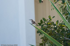 Campylorhynchus yucatanicus